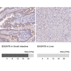 B3GNT8 Antibody, Novus Biologicals 0.1mL; Unlabeled:Antibodies, Polyclonal